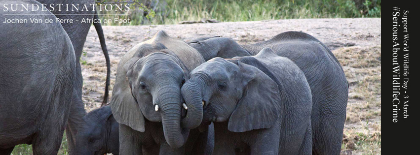 SDWildlifeElephantCalf SDWildlifeElephantCalf