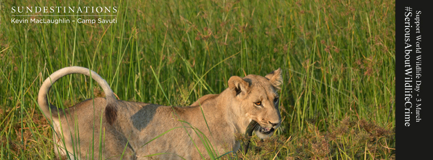 SDWildlifeLionsSavuti SDWildlifeLionsSavuti