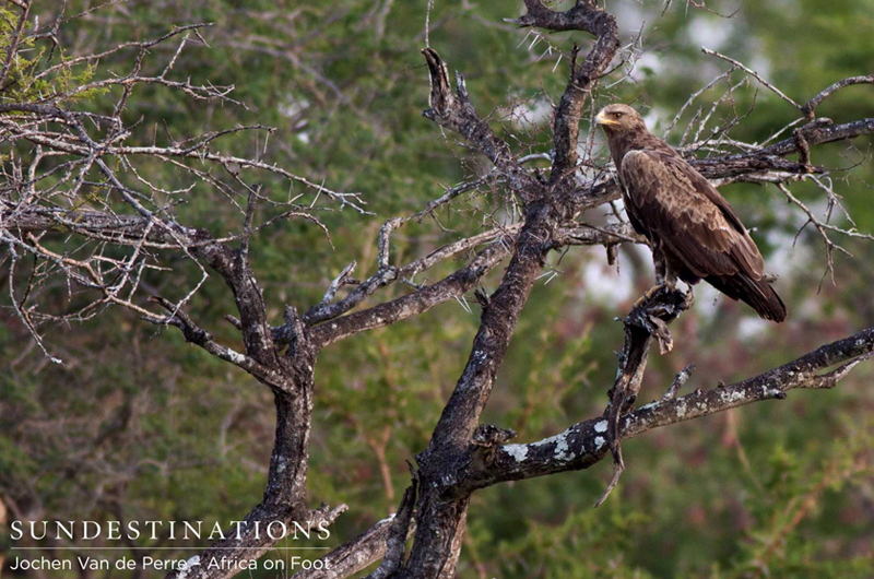 TawnyEagle TawnyEagle
