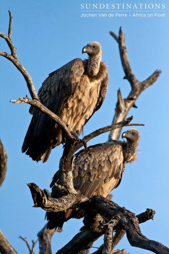 Vultures-682x1024 Vultures-682x1024
