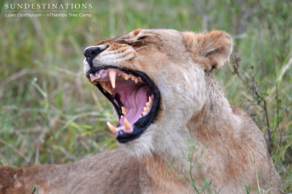 Ross Pride female yawning