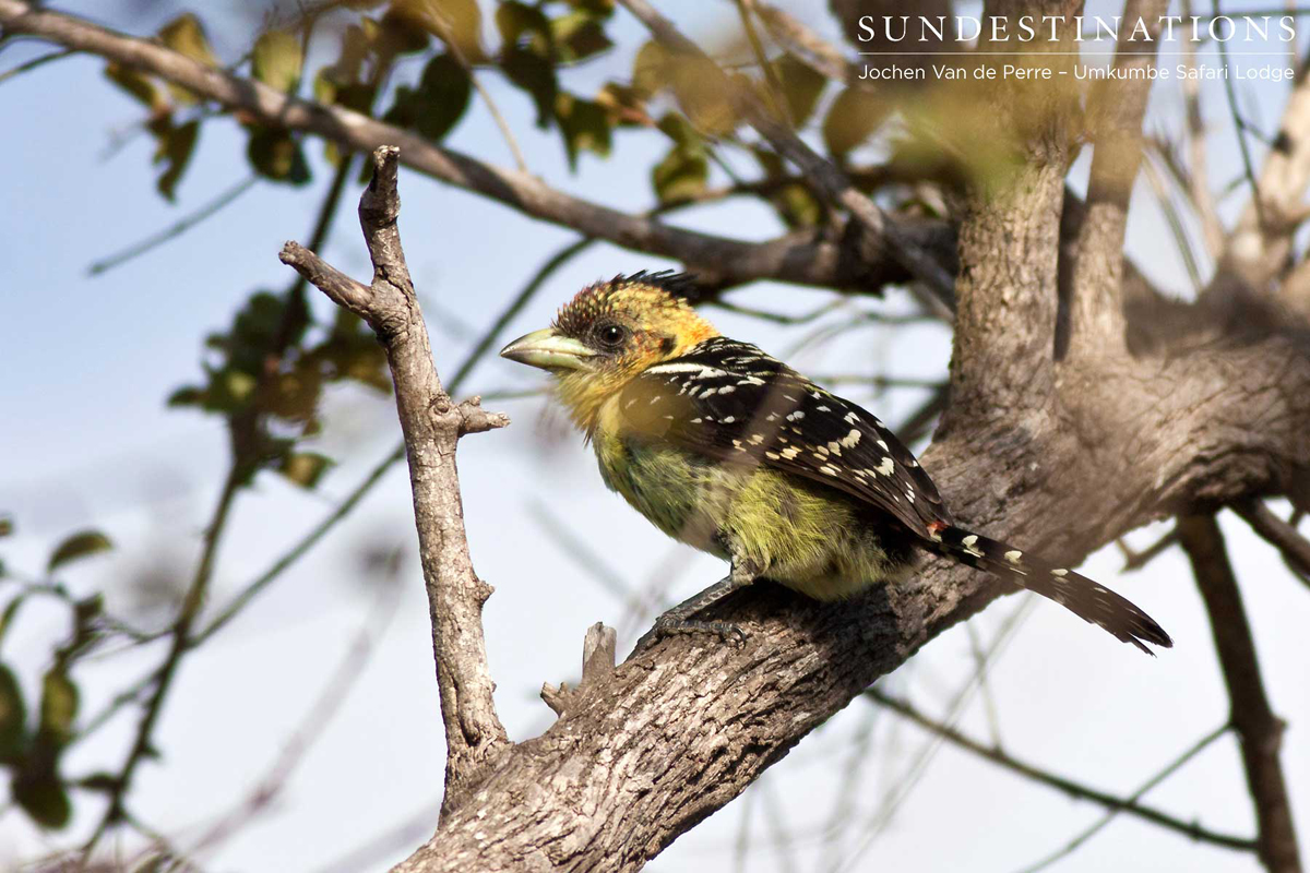 Birds of the Klaserie Private Nature Reserve