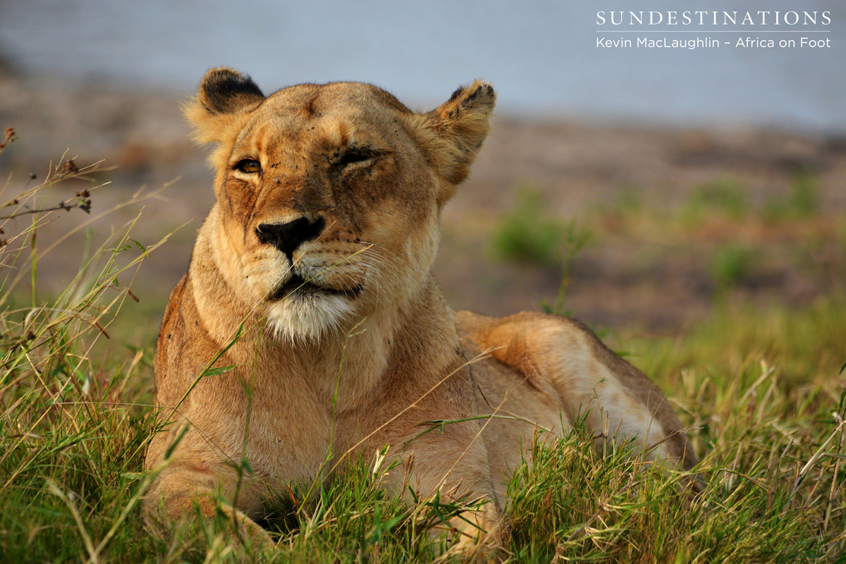 Ross Pride female in the Klaserie