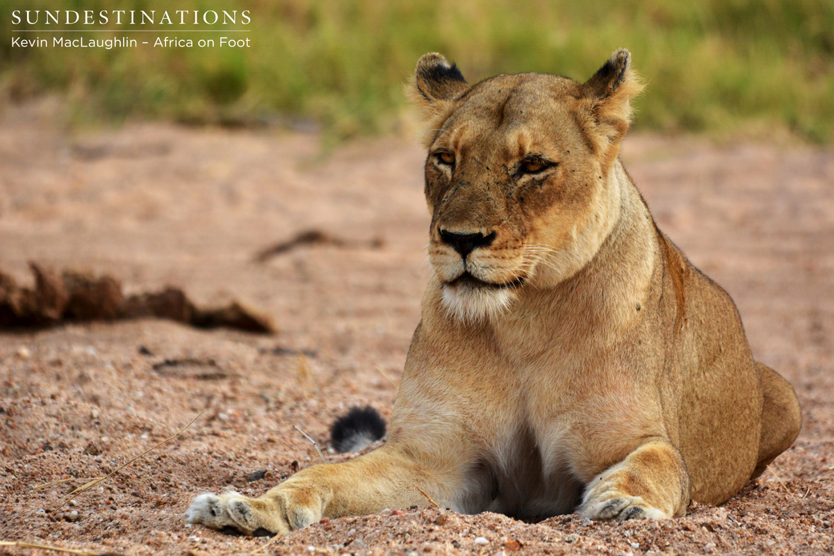 Ross Pride breakaway female