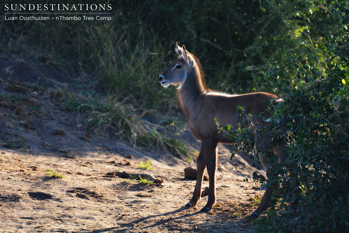 Waterbuck calf testing the new surrounds