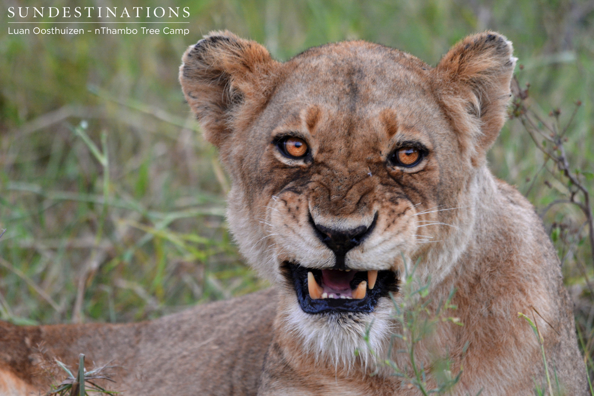 Ross Pride breakaway female snarls at the camera