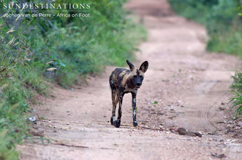 WildDogAfricaOnFoot