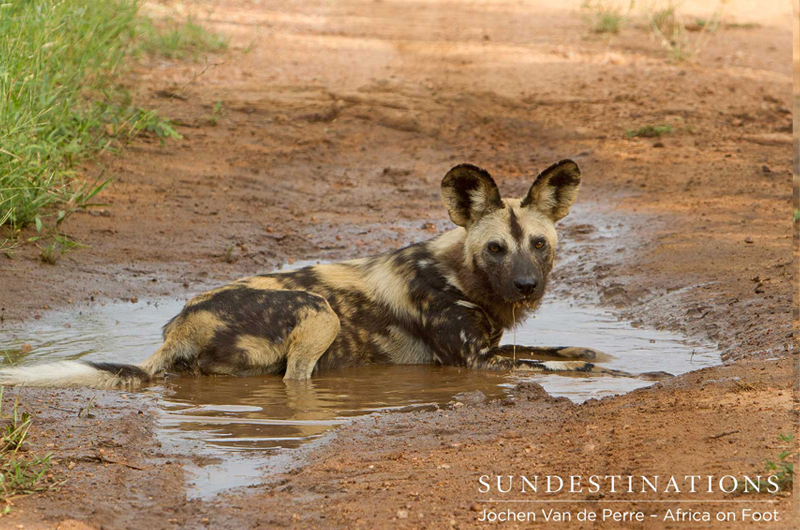WildDogKlaserie WildDogKlaserie