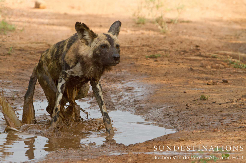 WildDogMud WildDogMud