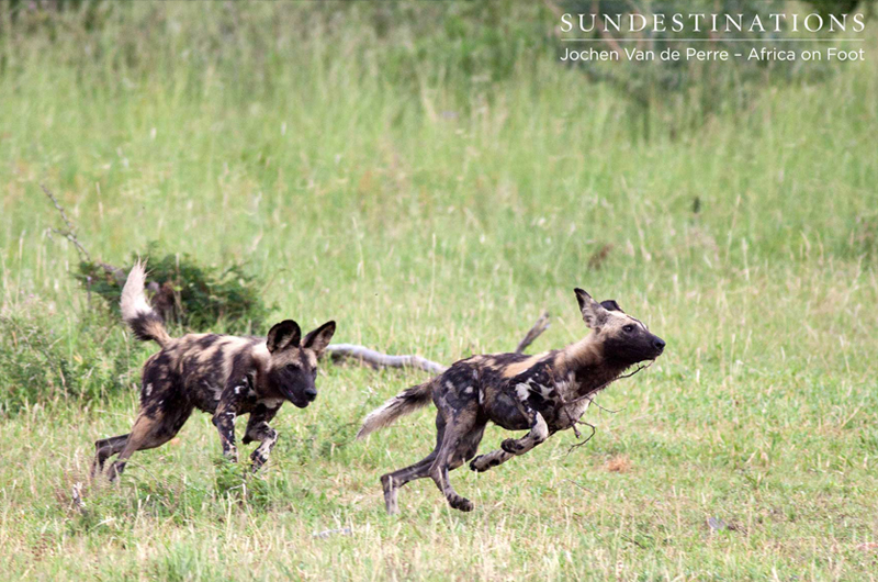 WildDogs WildDogs