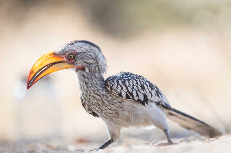 YBhornbill-emgatland