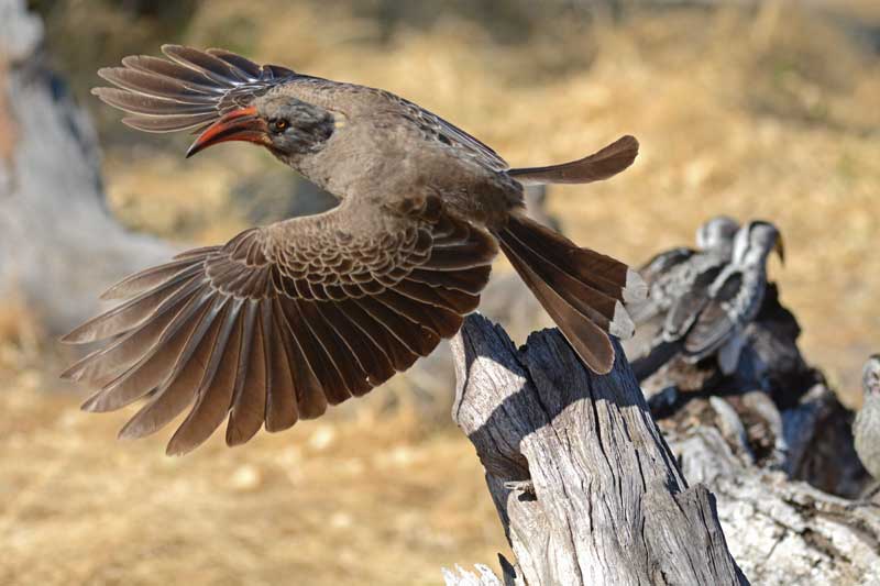 bradfields-hornbill-kevin