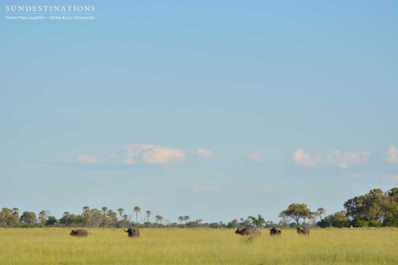 buffalo-afrikaecco-kevin buffalo-afrikaecco-kevin