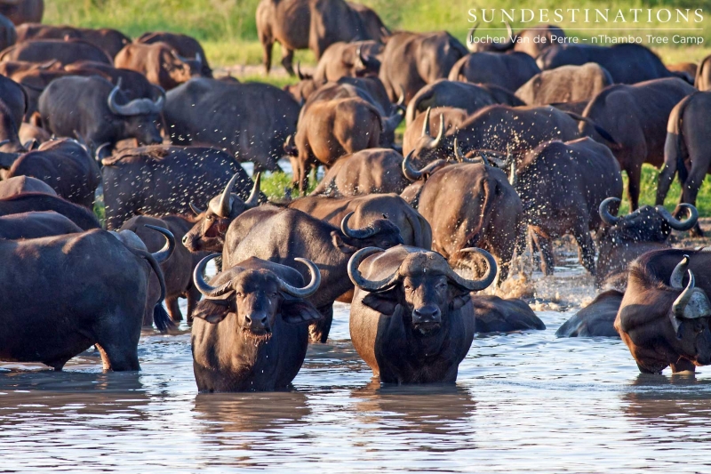 buffalo3-e1424257879300