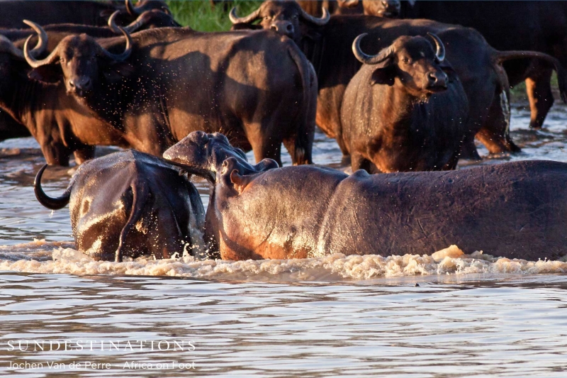 buffalo6-e1424264562427