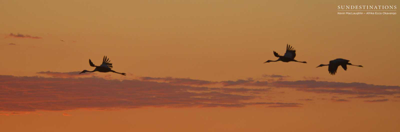 cranes-sunset-afrikaecco cranes-sunset-afrikaecco