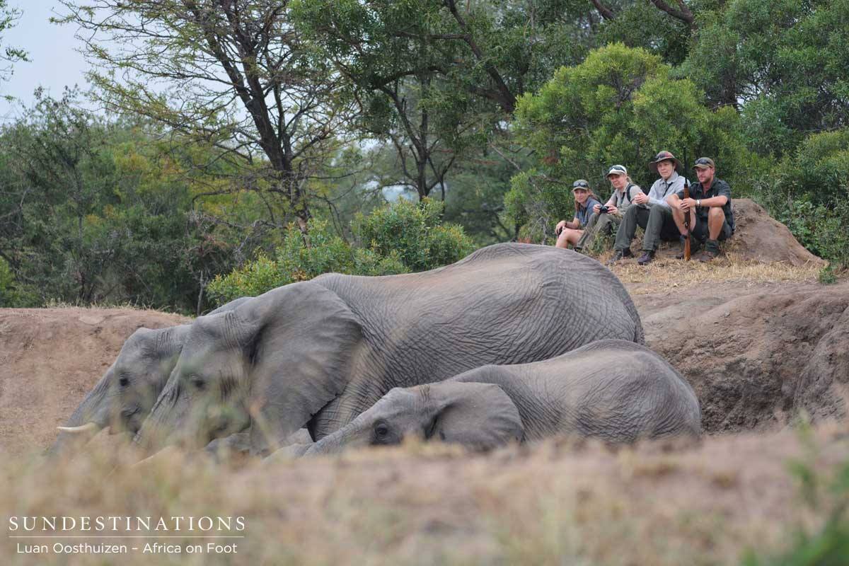 Close encounter with elephants at Africa on Foot Close encounter with elephants at Africa on Foot