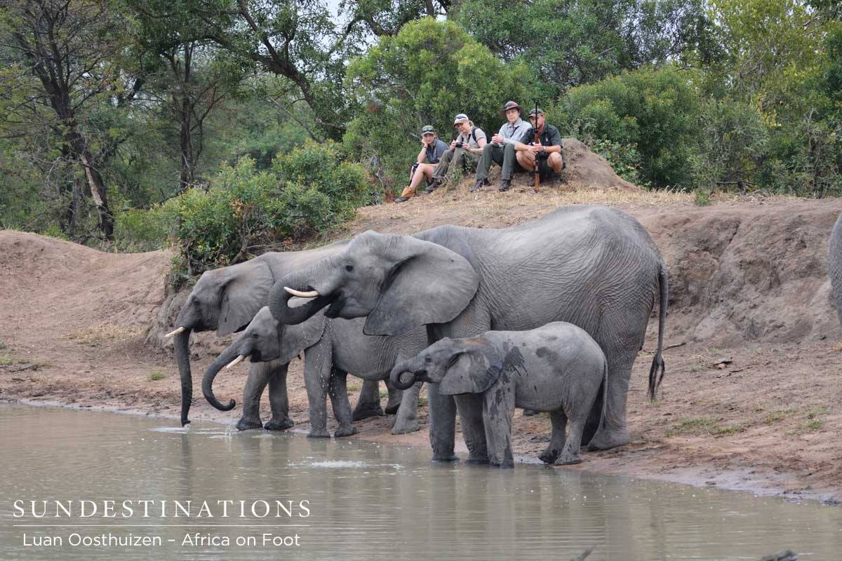 Guests enjoying a front row seat at Africa on Foot Guests enjoying a front row seat at Africa on Foot