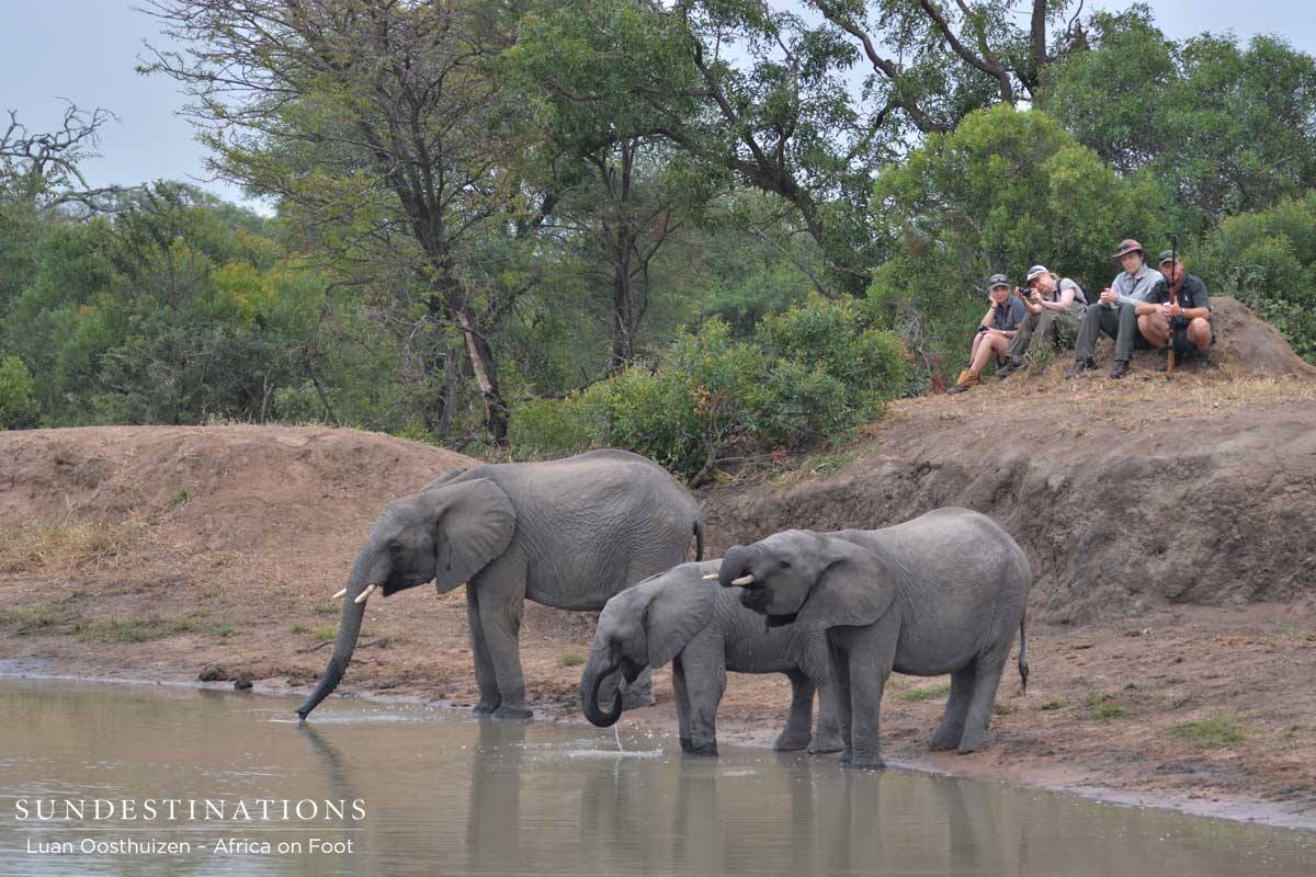 The elephants are peacefully quenching their thirst The elephants are peacefully quenching their thirst