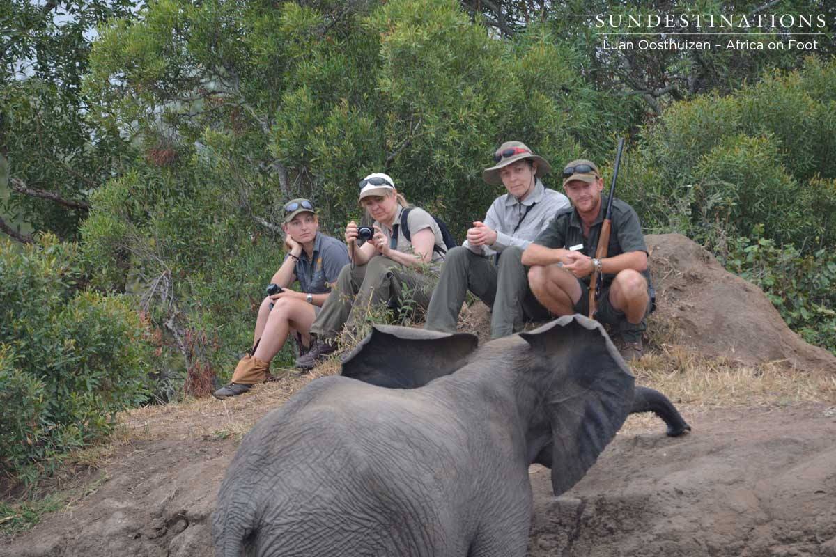 This young elephant comes for a closer inspection This young elephant comes for a closer inspection