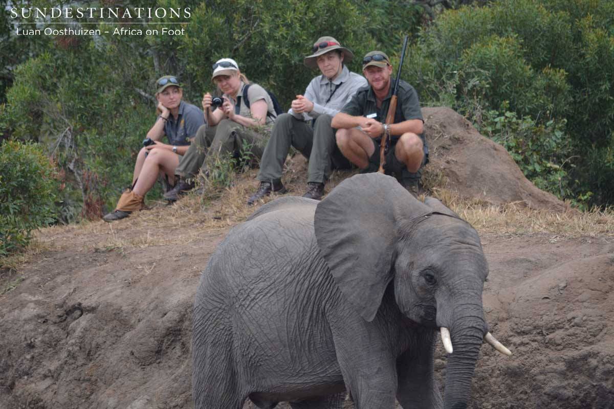 Satisfied there is no danger, the elephant moves off Satisfied there is no danger, the elephant moves off