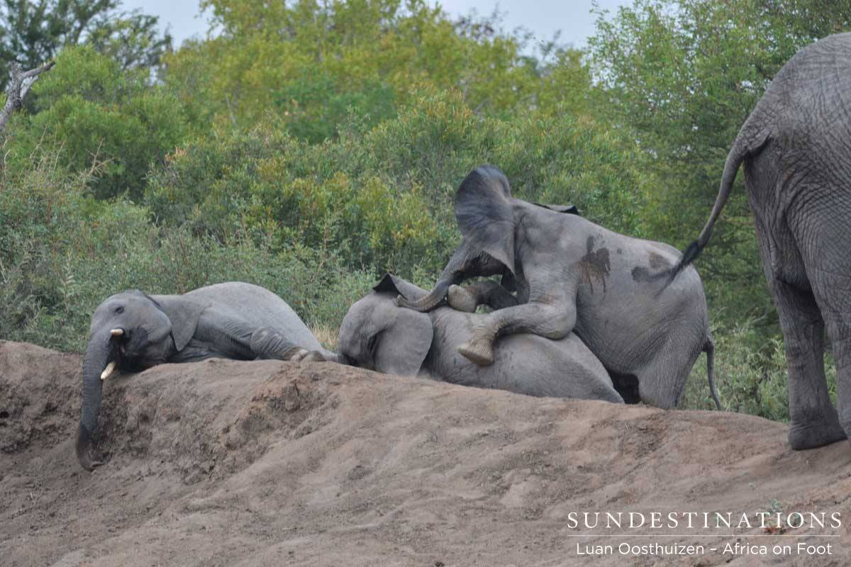 Two young elephants entertaining themselves Two young elephants entertaining themselves