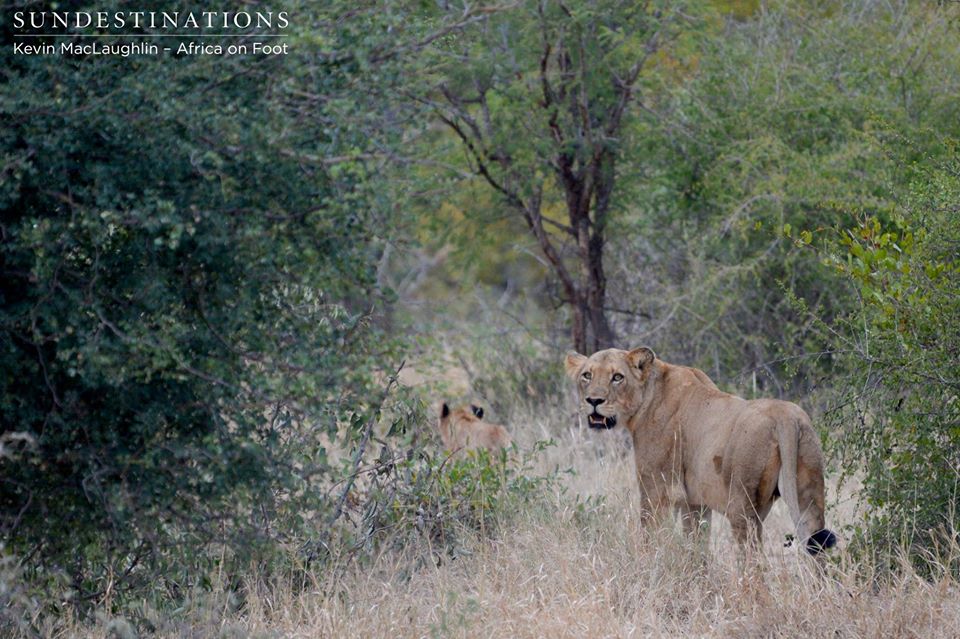 A nervous cub scampers away