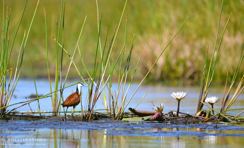 jacana-afrikaecco jacana-afrikaecco