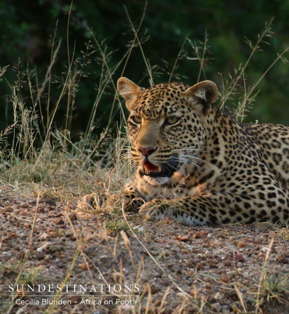 Female leopard seen in the Klaserie near Africa on Foot