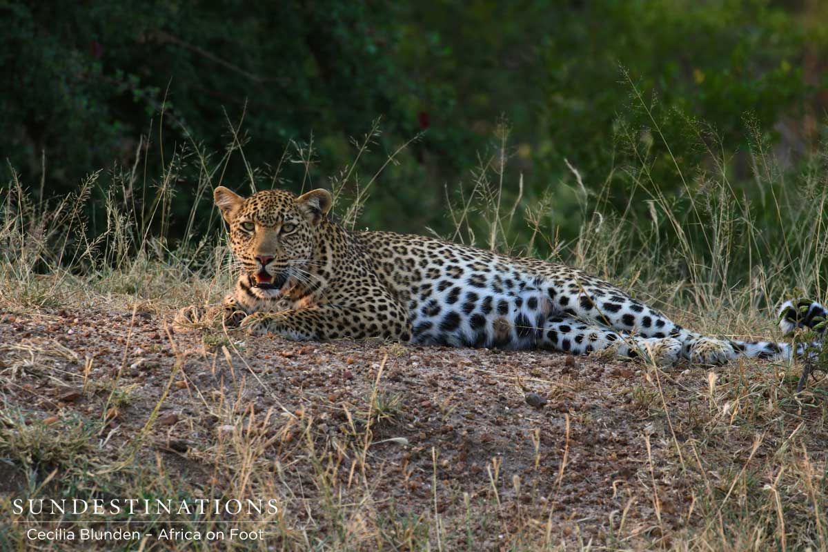 The leopardess shows obvious suckle marks