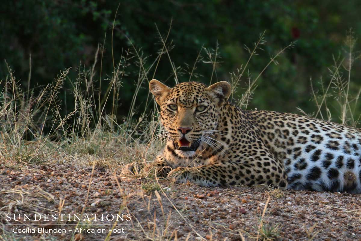 Beautiful female lies in the afternoon sunlight