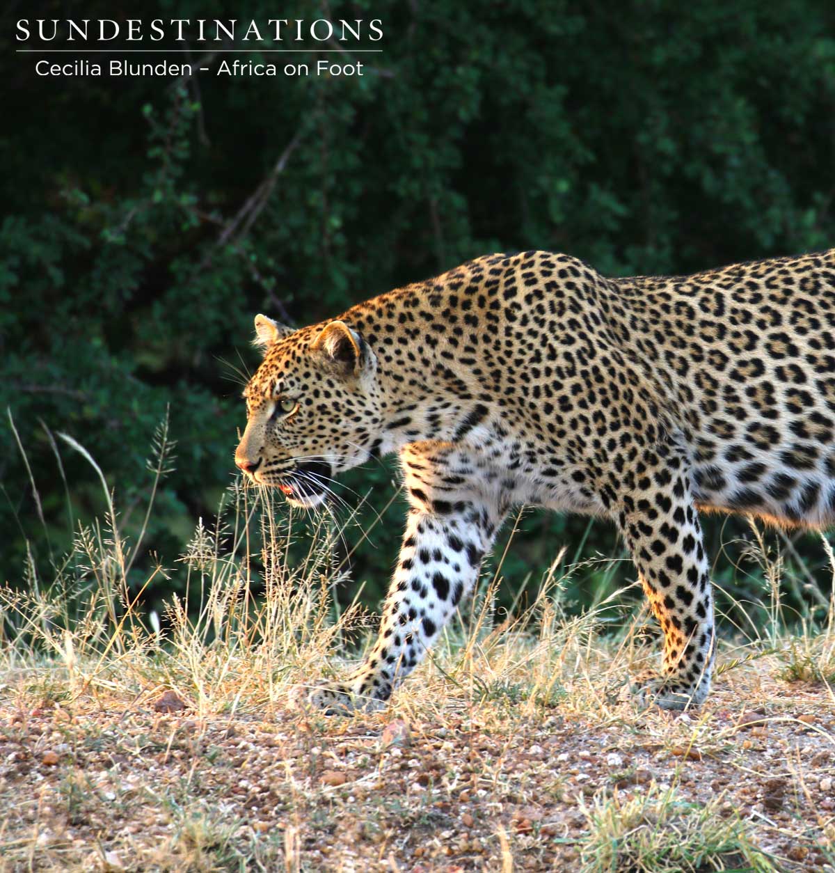 The relaxed leopard posed in perfect light for some photographs