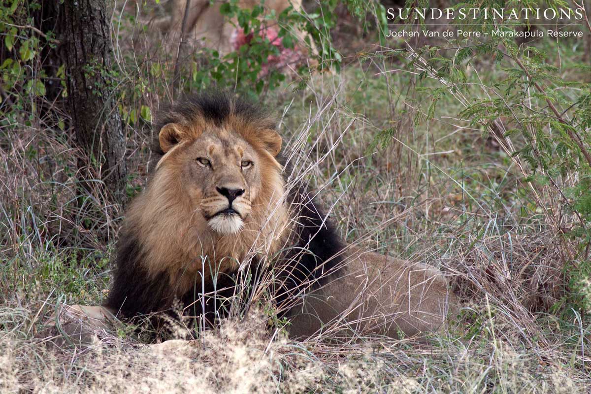 The lion king of Marakapula