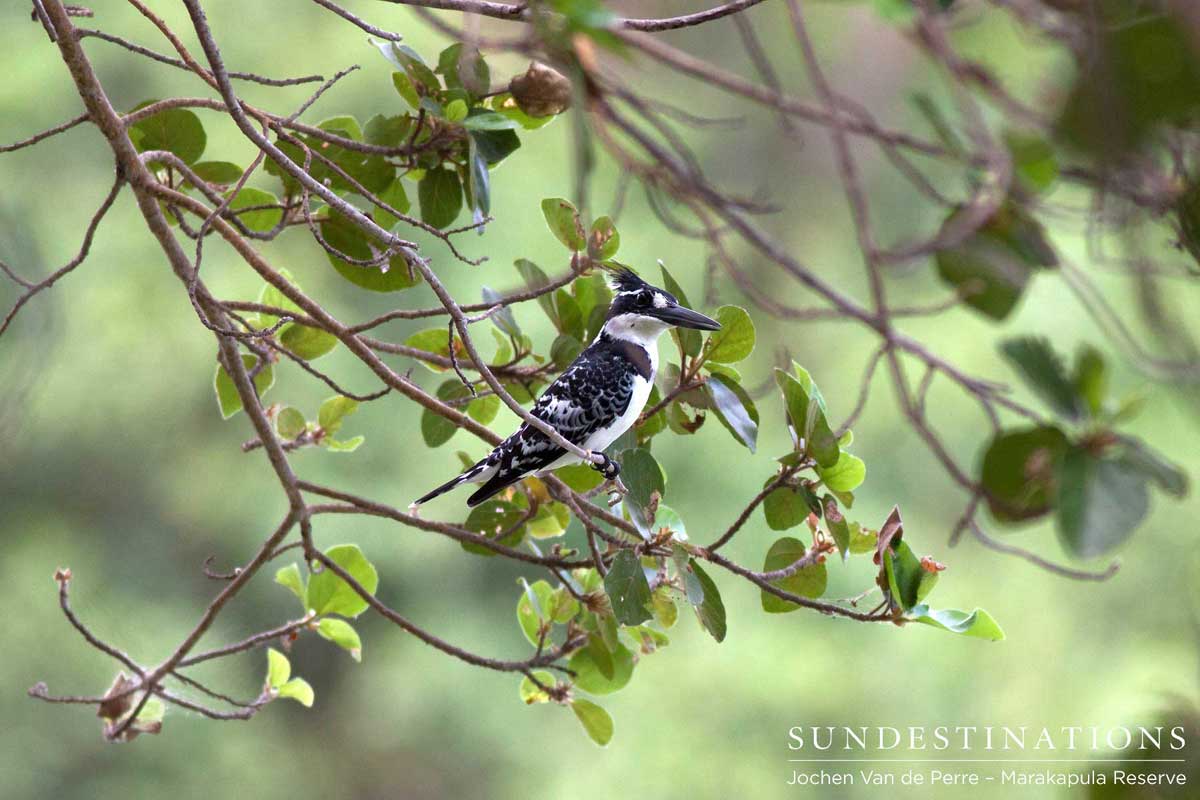 Pied kingfisher waits to plunge into the water after a fish