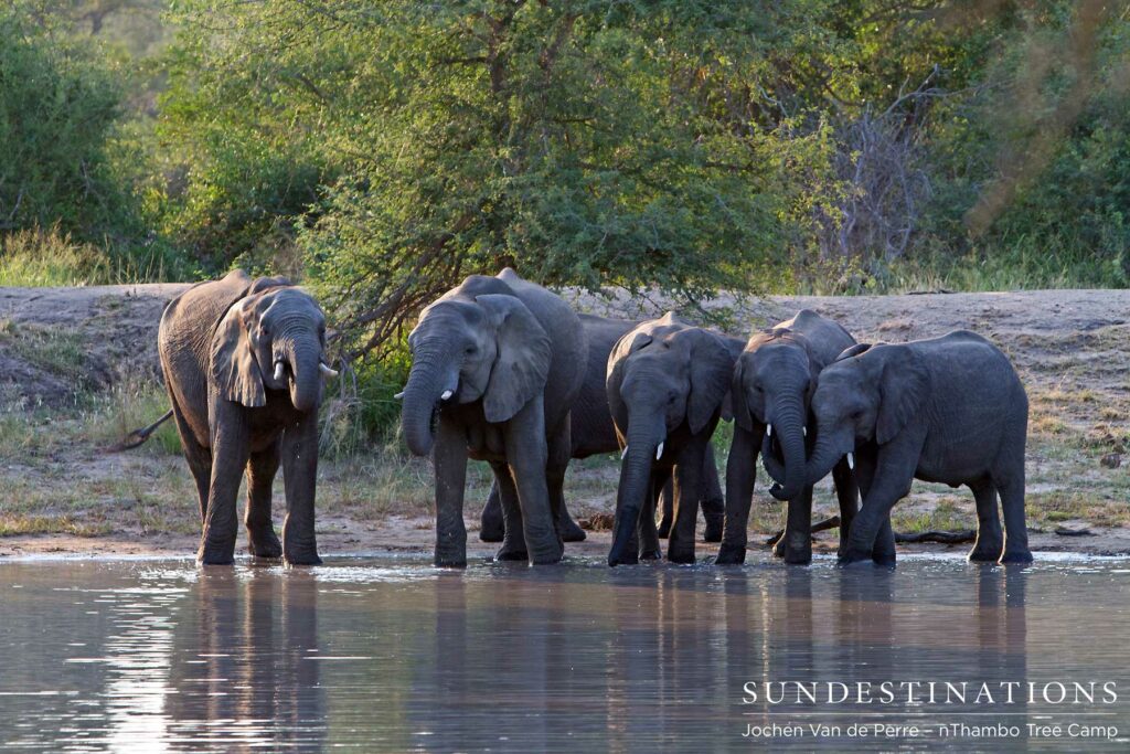 week6elephants week6elephants