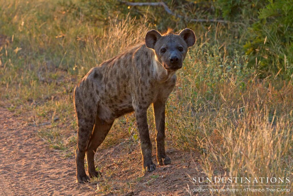 week6hyena week6hyena