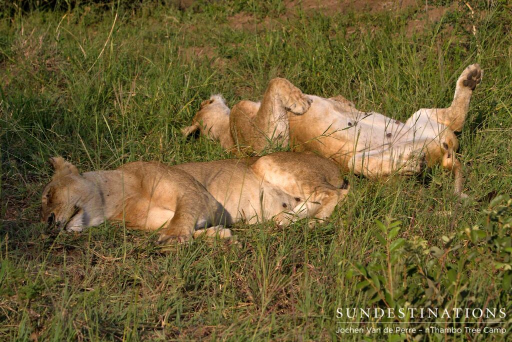 week6lioness week6lioness