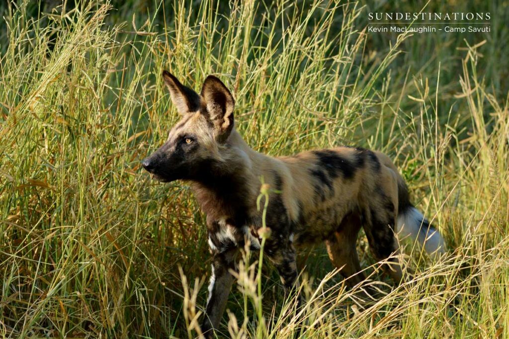 wilddogs-savuti-8