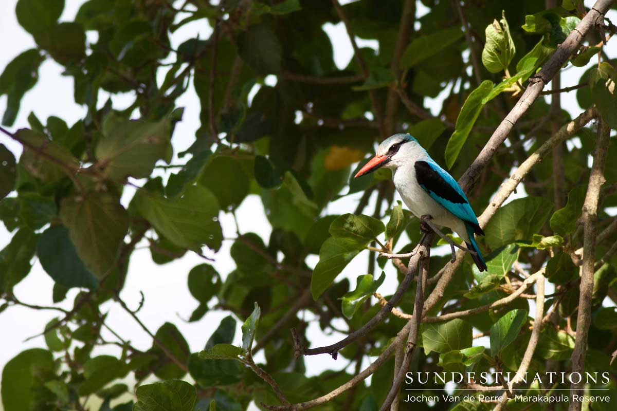 The popular summer migrant, the Woodland kingfisher
