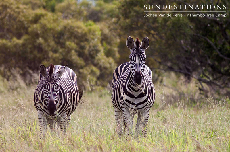 zebras zebras