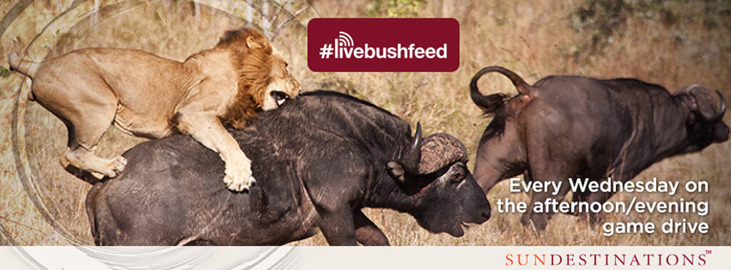 Live Bush Feed