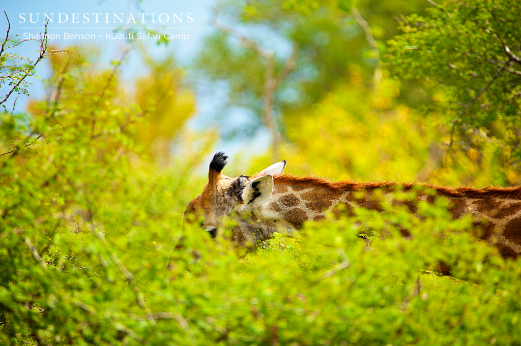 The courtship wil begin Giraffe hiding before courtship begins