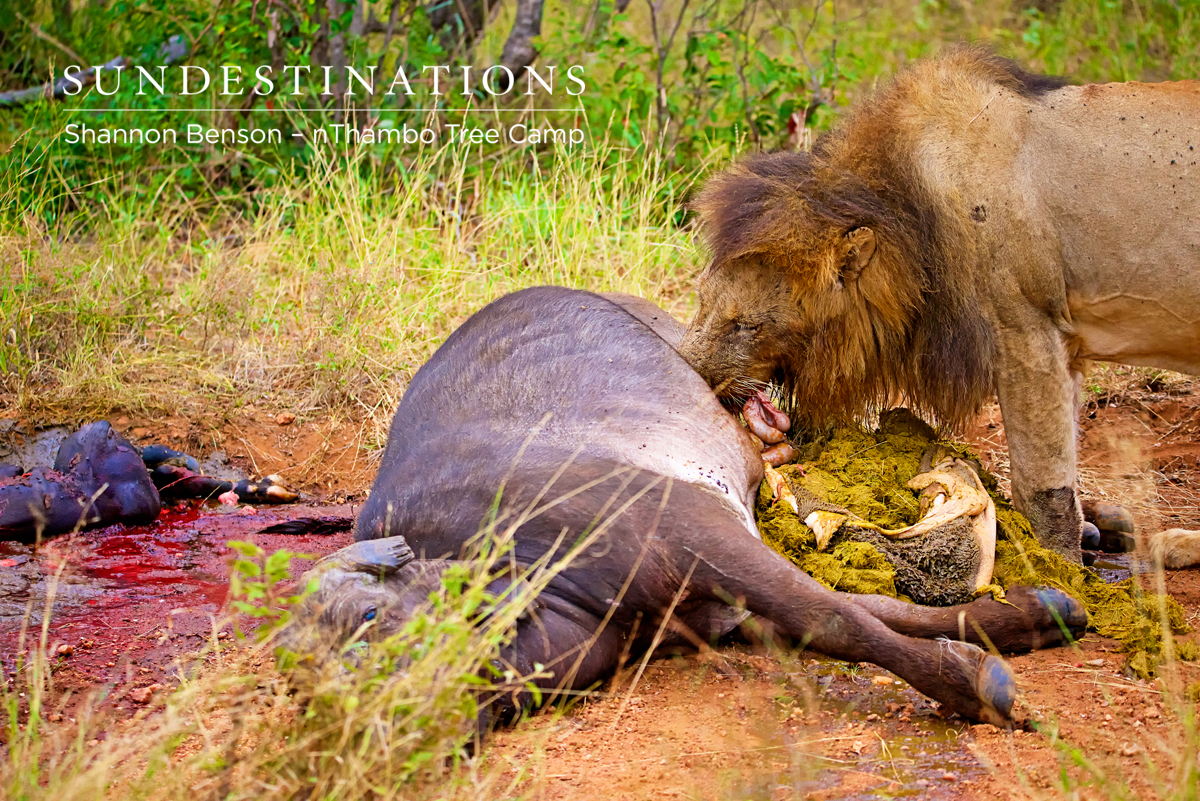 A tough image - but this is the circle of life and what happens when you're at the top of the food chain ! Trilogy boys feasting.