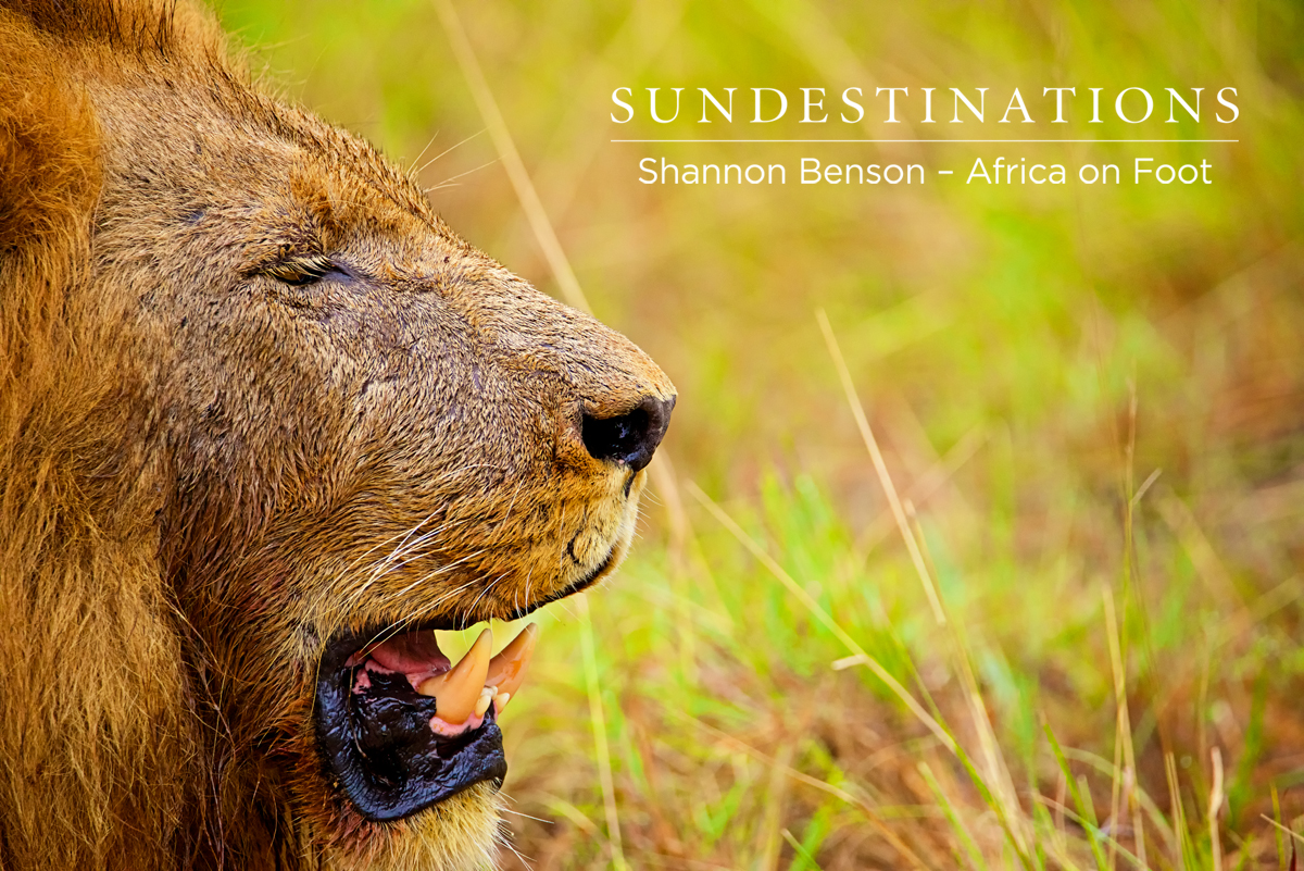 Feasting on a buffalo kill can be tiring work. Meet the Trilogy boys !