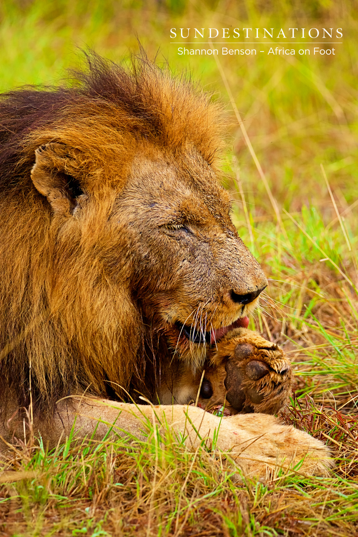Trilogy male licks his paw - could be a wound from feasting on his buffalo kill