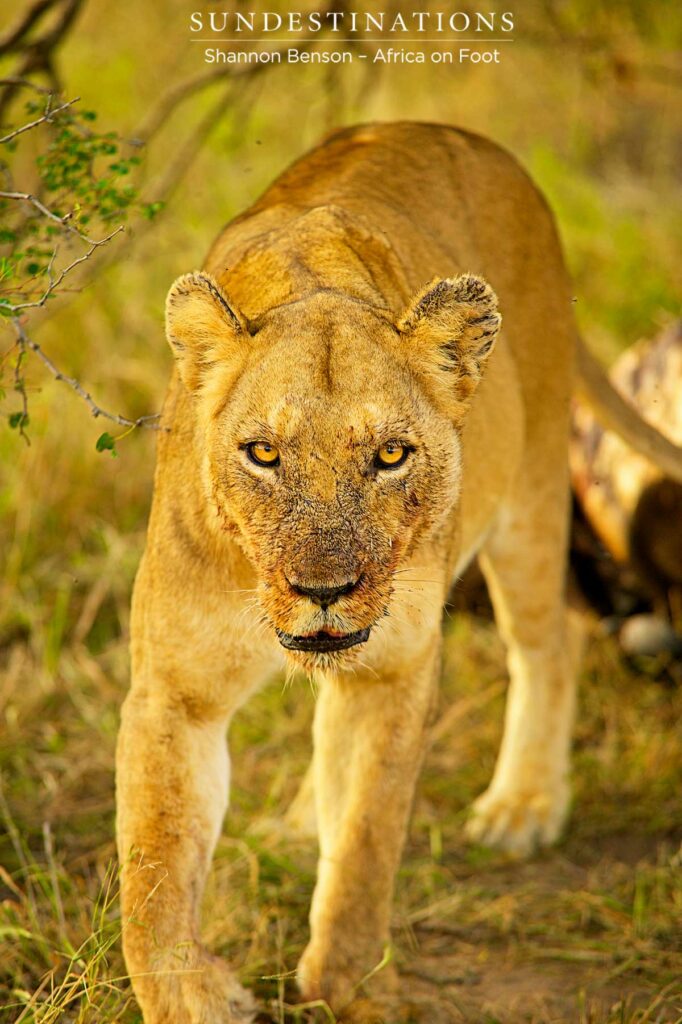 Tatty Ross lioness - currently with cubs