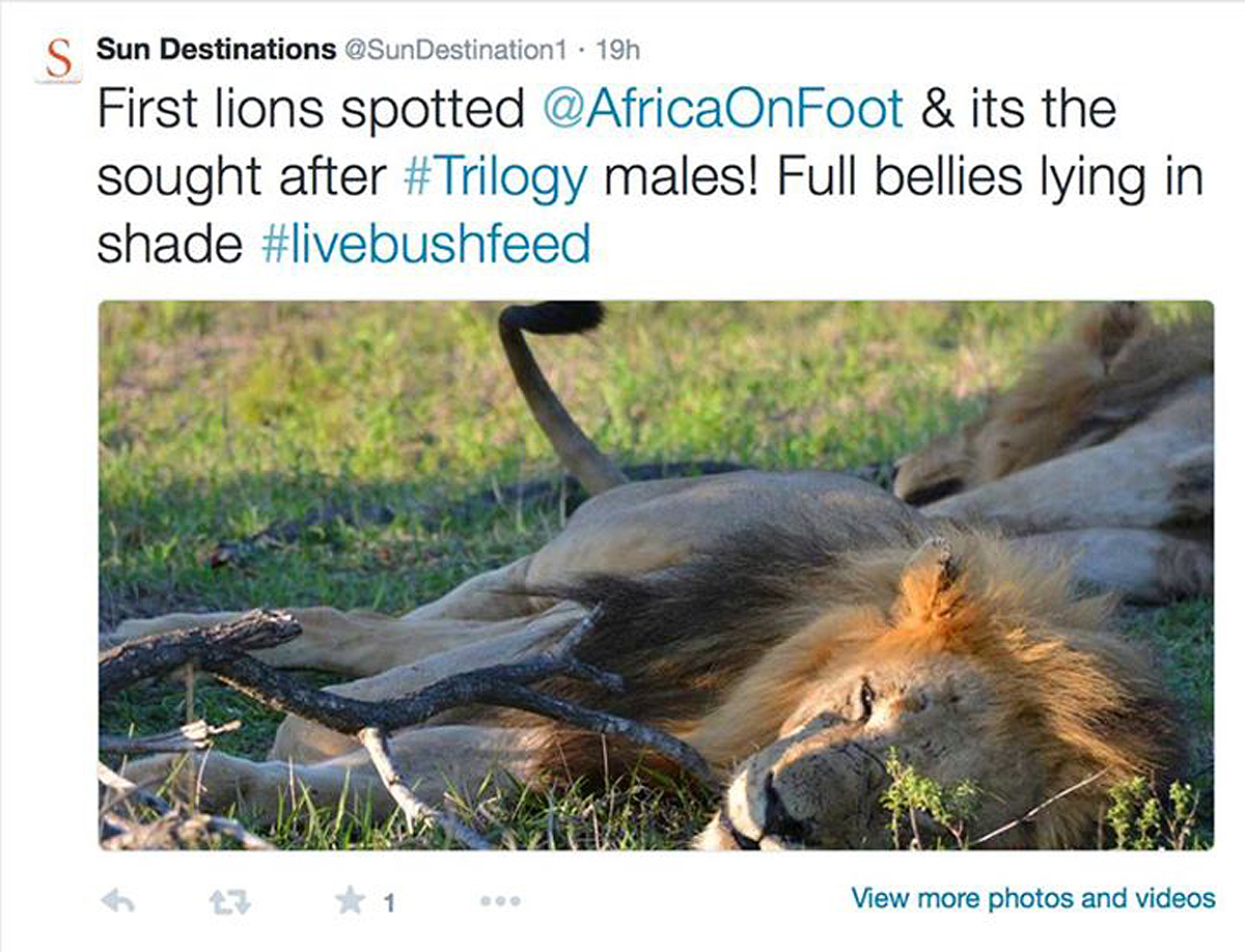 Trilogy males spotted resting under a tree #livebushfeed