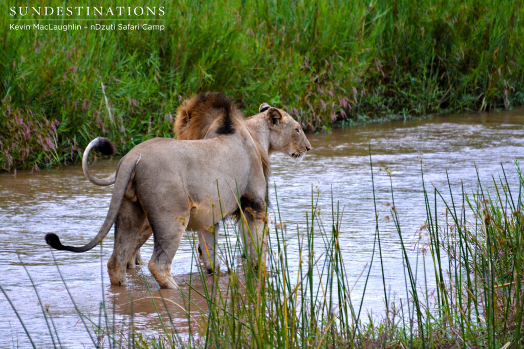 The male who took down the River pride  