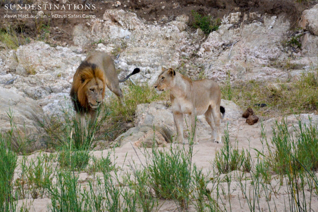 Courting the River pride female
