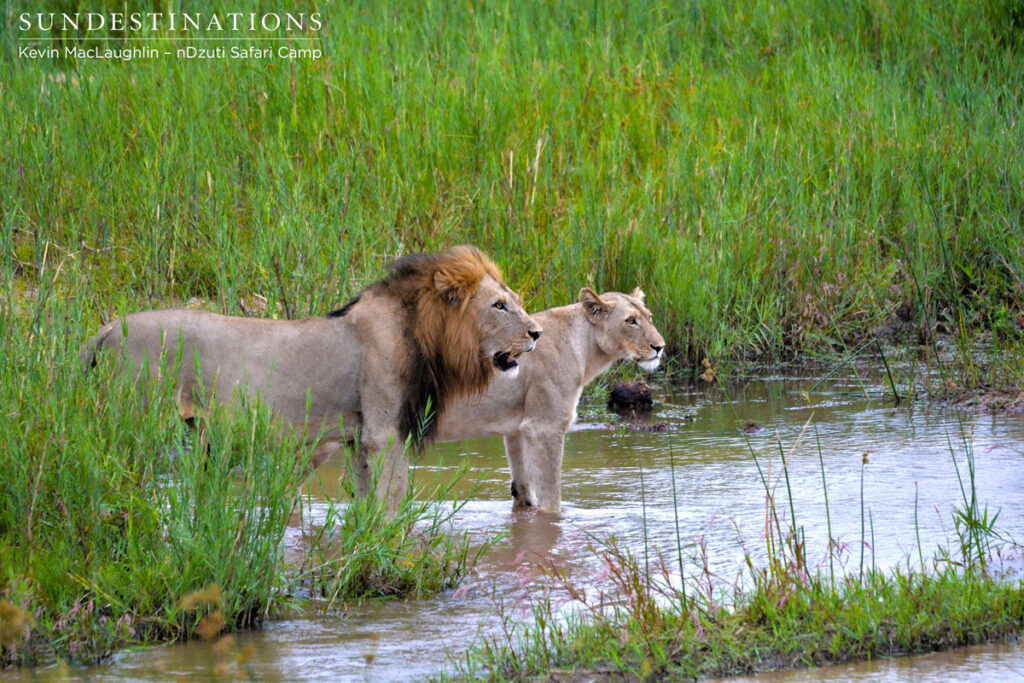 Crossing the Klaserie River